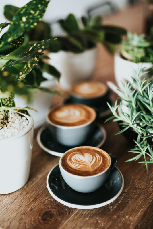 Brand ambassador | Rewards Program